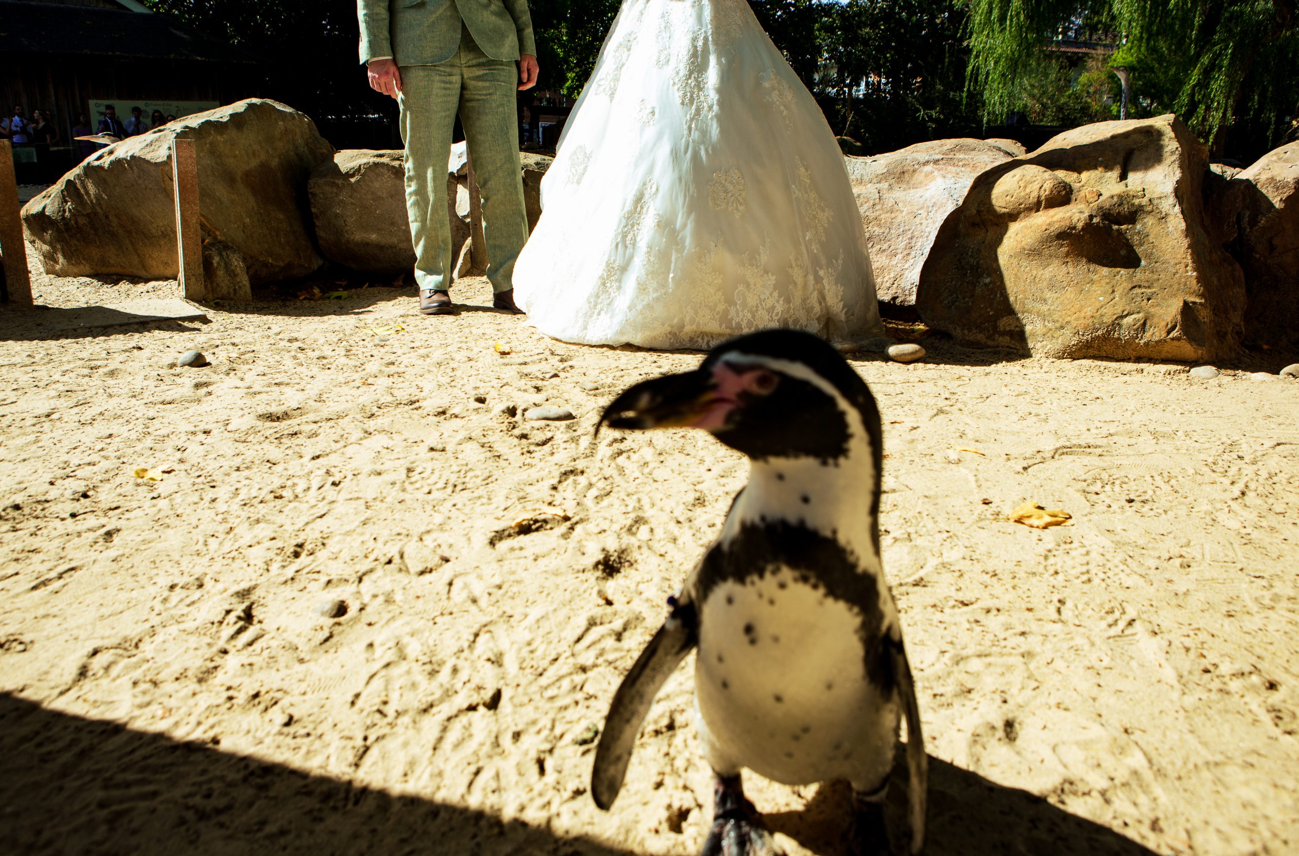 Penguin at ZSL London zoo