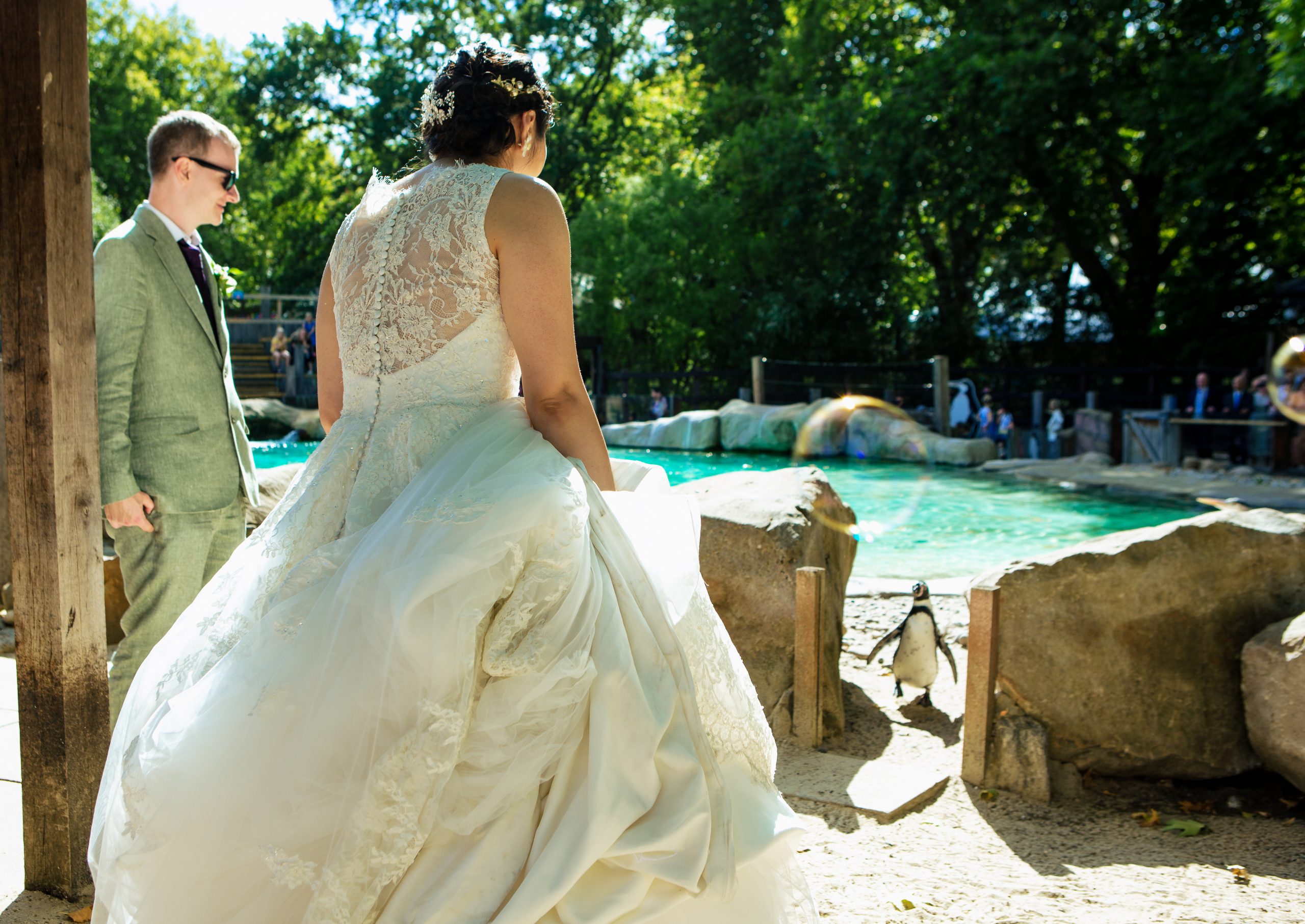 Bride and groom greeting a penguin at ZSL London zoo